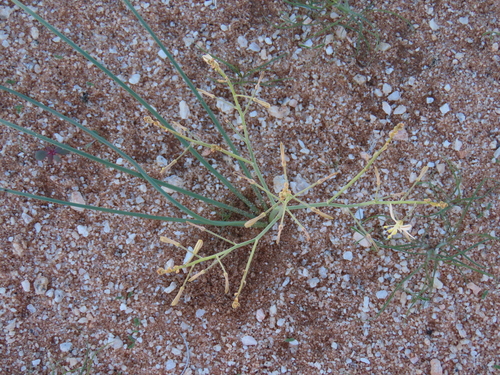 Image of Trachyandra laxa by no rights reserved