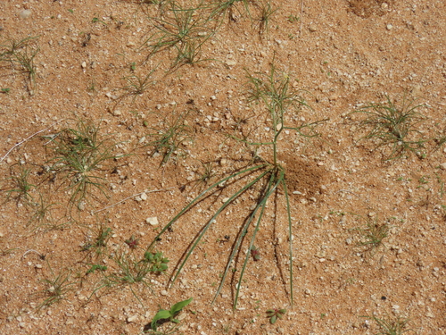 Image of Trachyandra laxa by no rights reserved