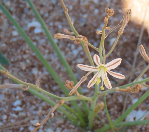 Image of Trachyandra laxa by no rights reserved