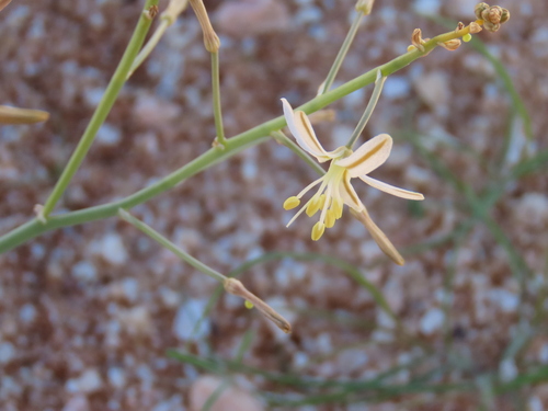 Image of Trachyandra laxa by no rights reserved
