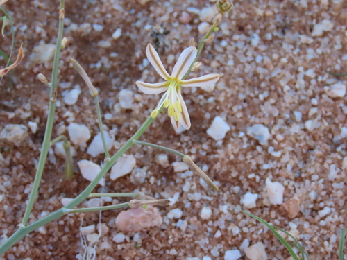 Image of Trachyandra laxa by no rights reserved