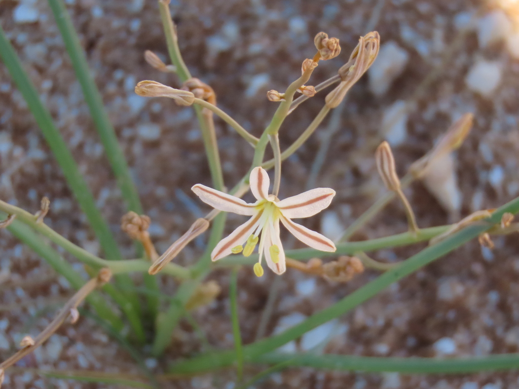 Trachyandra laxa, Erongo Region, Namibia