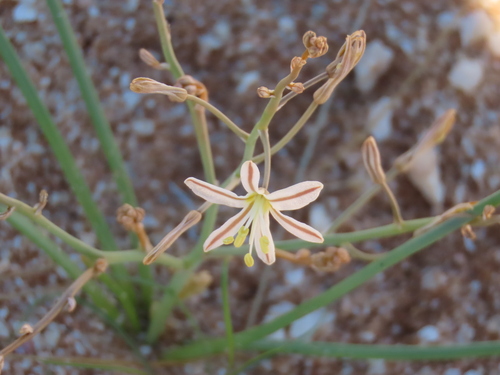 Lax Capespinach (Trachyandra laxa)