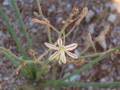 Trachyandra laxa