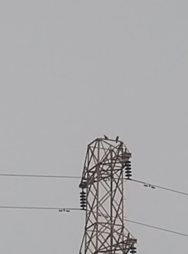 Feral Pigeon