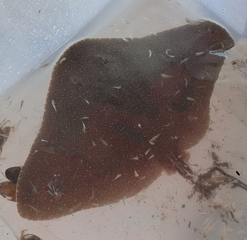 Smooth butterfly ray (Gymnura micrura) — Gymnuridae — 3