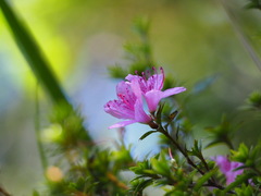Rhododendron noriakianum
