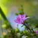 Rhododendron noriakianum - Photo no hay derechos reservados, subido por 葉子