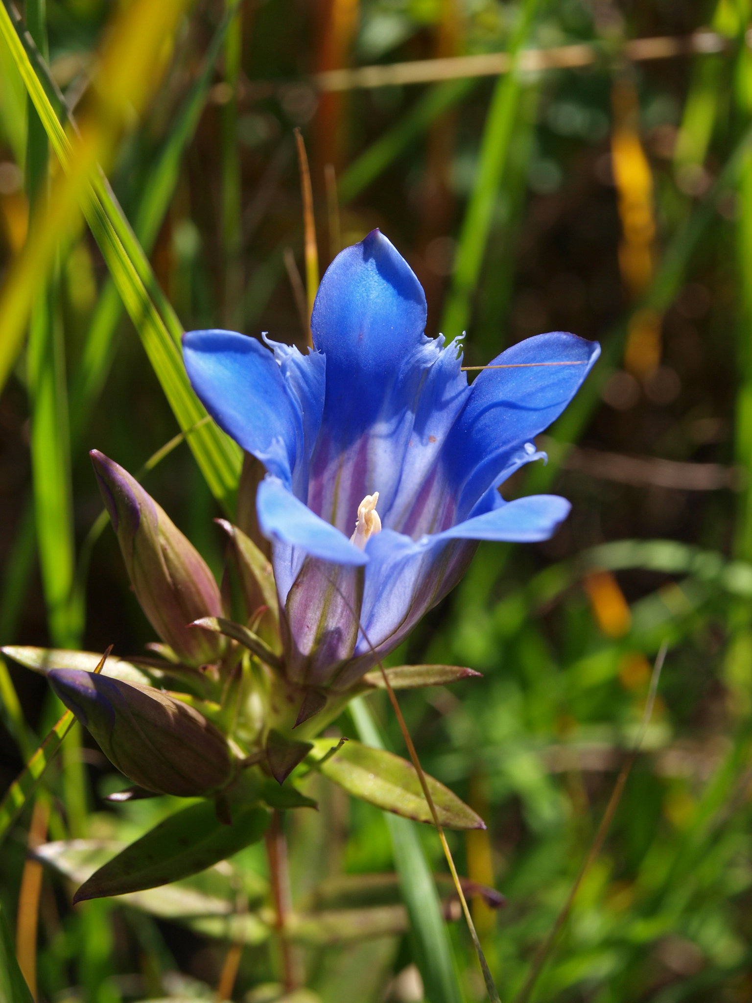 Gentiana puberulenta