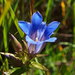 Downy Gentian - Photo (c) Erin Faulkner, some rights reserved (CC BY-NC), uploaded by Erin Faulkner