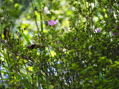 Rhododendron noriakianum