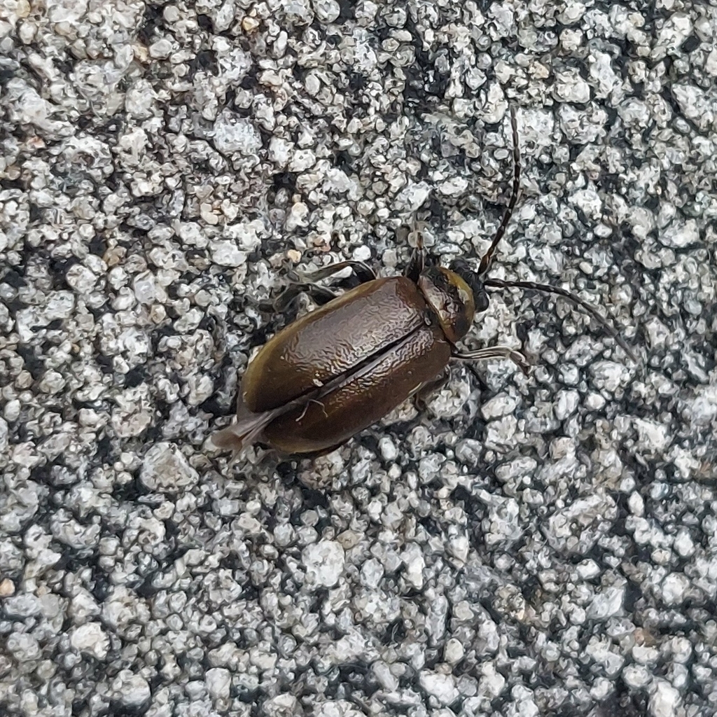 Heideblattkäfer an einer Pflanze
