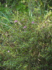 Rhododendron noriakianum