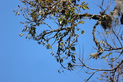 (c) Andrea Gantzer, some rights reserved (CC BY) Juglans australis, photograph (c) Andrea Gantzer, some rights reserved (CC BY)