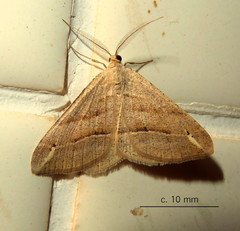 Chiasmia furcata