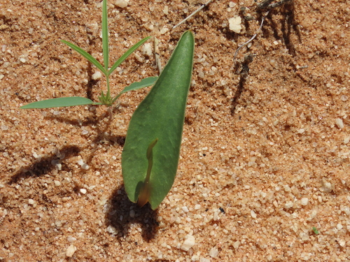 Image of Ophioglossum polyphyllum by no rights reserved