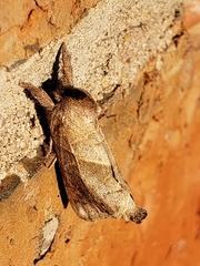 Clostera albosigma