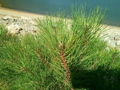 Pinus nigra laricio