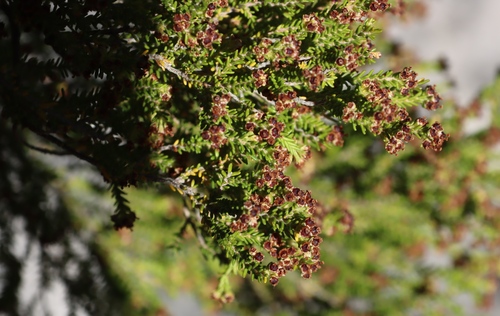 Image of Erica tristis by (c) Tony Rebelo, some rights reserved (CC BY-SA)