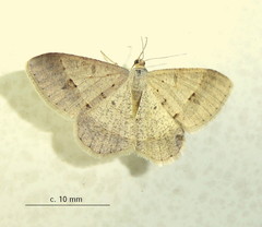 Isturgia deerraria
