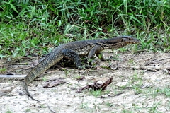 Varanus salvator macromaculatus