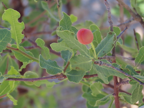 Commiphora glaucescens