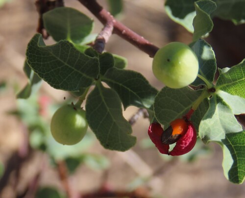 Commiphora glaucescens
