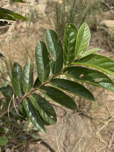 tasselberry