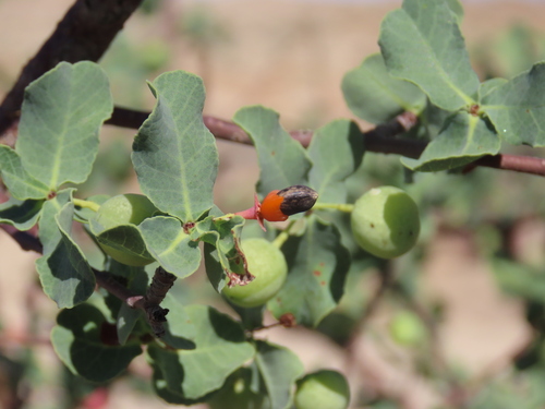 Commiphora glaucescens