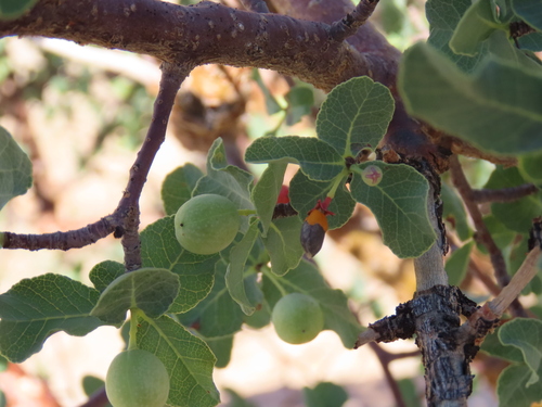 Commiphora glaucescens