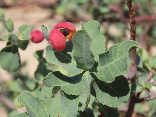 Commiphora glaucescens