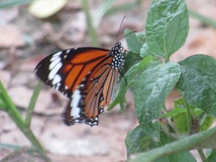 Danaus genutia