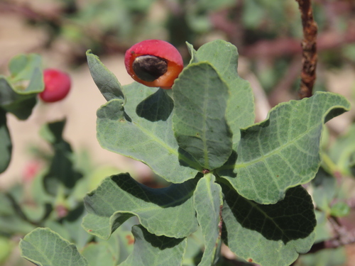 Commiphora glaucescens