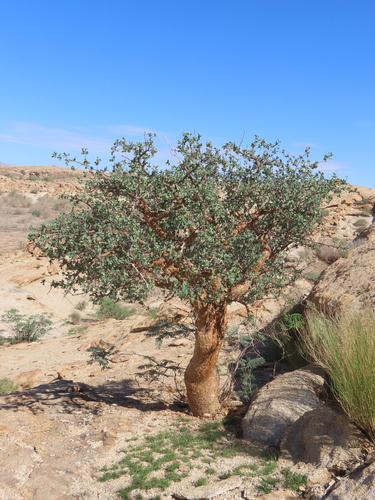 Commiphora glaucescens