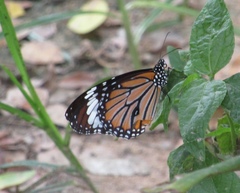 Danaus genutia