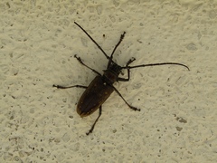 Batocera davidis