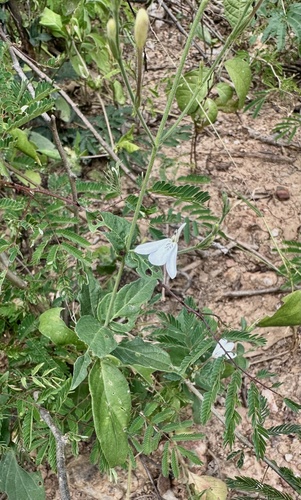 Rhinacanthus zambesiacus