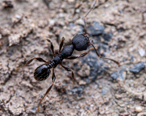 Pheidole tenebricosaPheidole tenebricosa