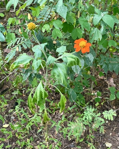 Red Sunflower