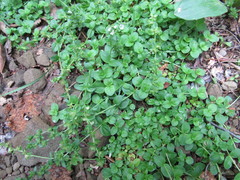 Veronica serpyllifolia serpyllifolia
