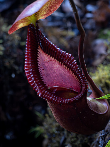 Nepenthes × trusmadiensis Marabini 4