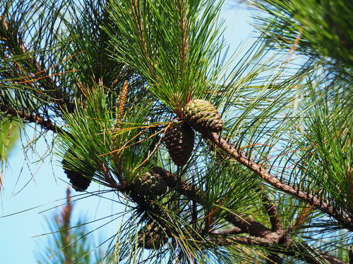 Image of Pinus taiwanensis by no rights reserved