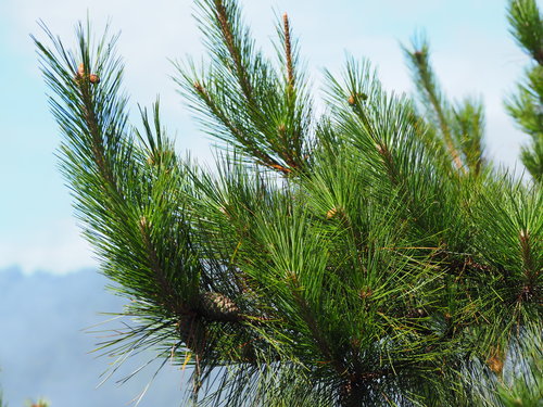 Image of Pinus taiwanensis by no rights reserved