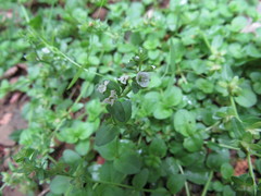 Veronica serpyllifolia serpyllifolia