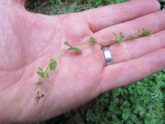 Veronica serpyllifolia serpyllifolia