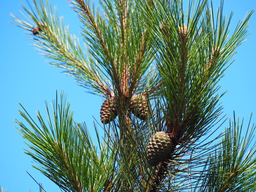 Image of Pinus taiwanensis by no rights reserved