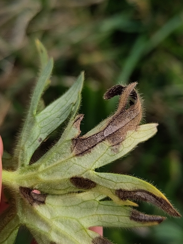 Ramularia simplex