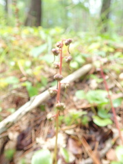 Pyrola japonica