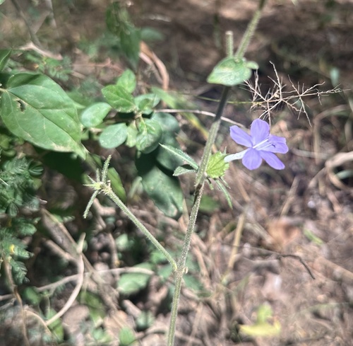 Barleria spinulosa