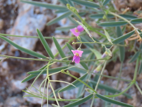 Image of Tephrosia dregeana by no rights reserved